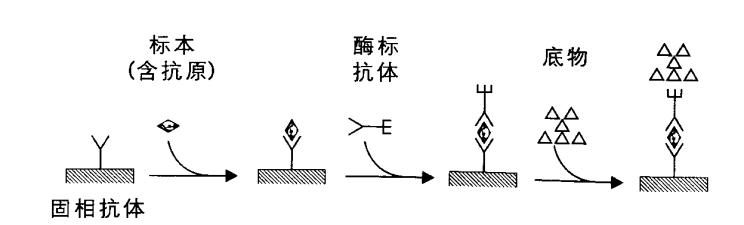 化学发光检测